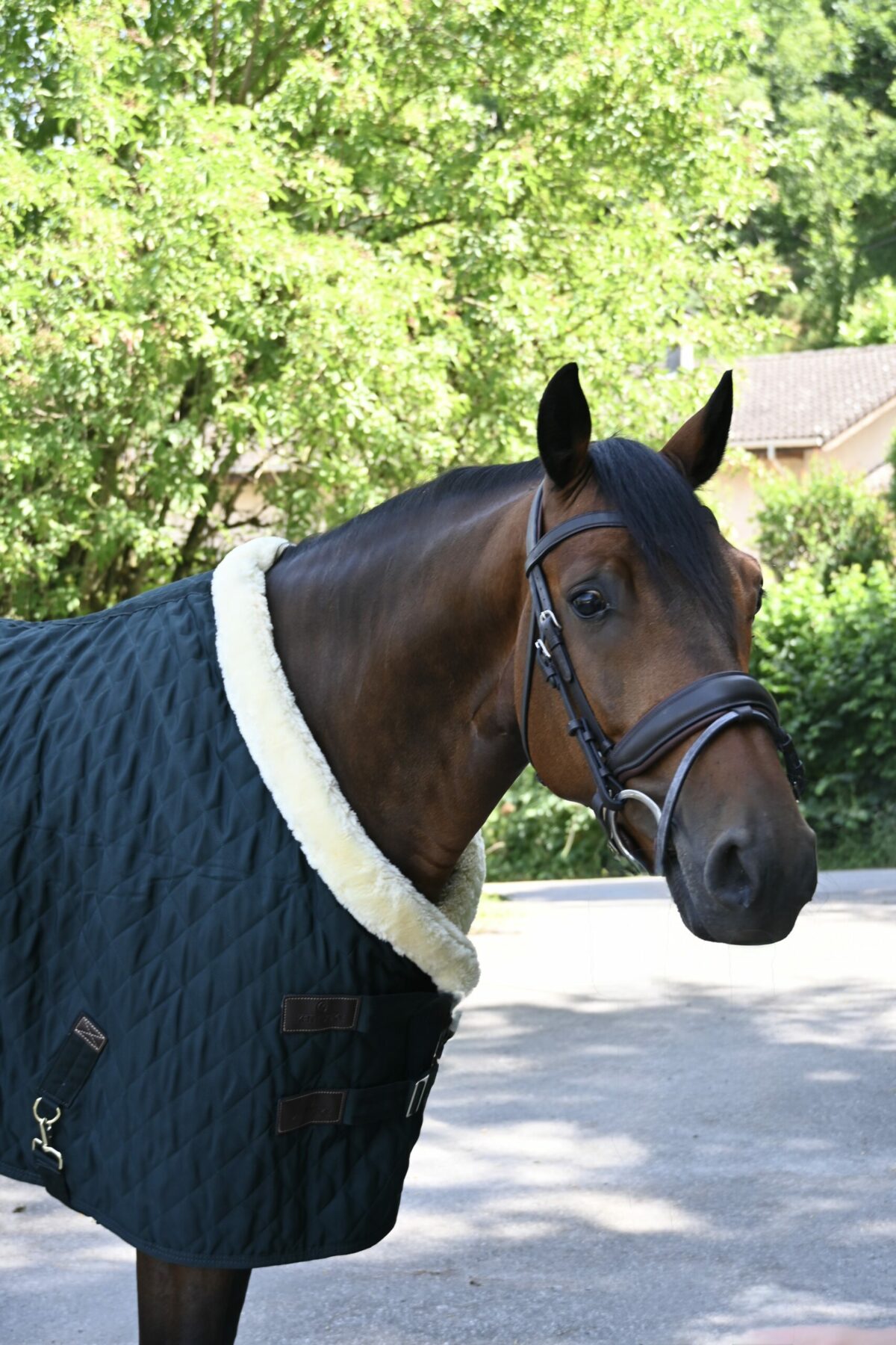 Show rug 160gr
