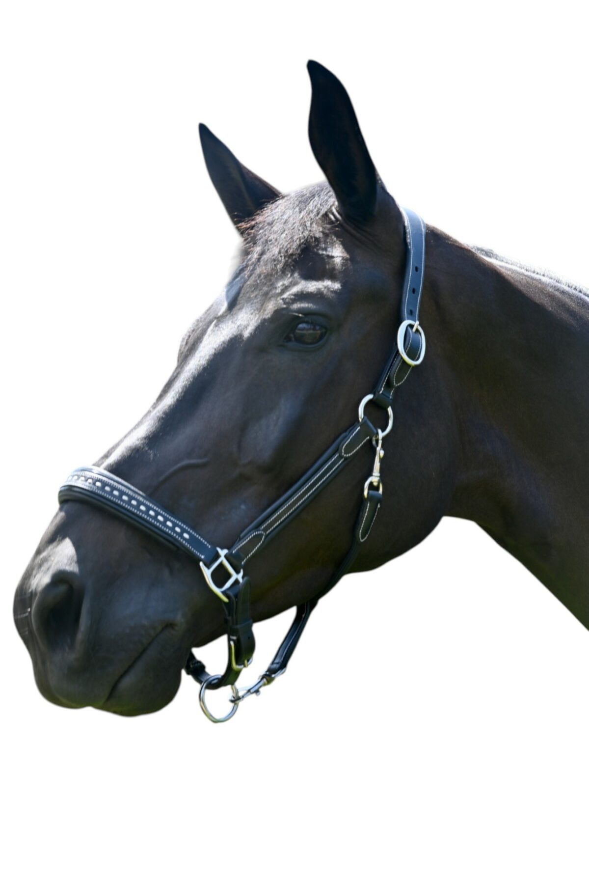 Leather halter