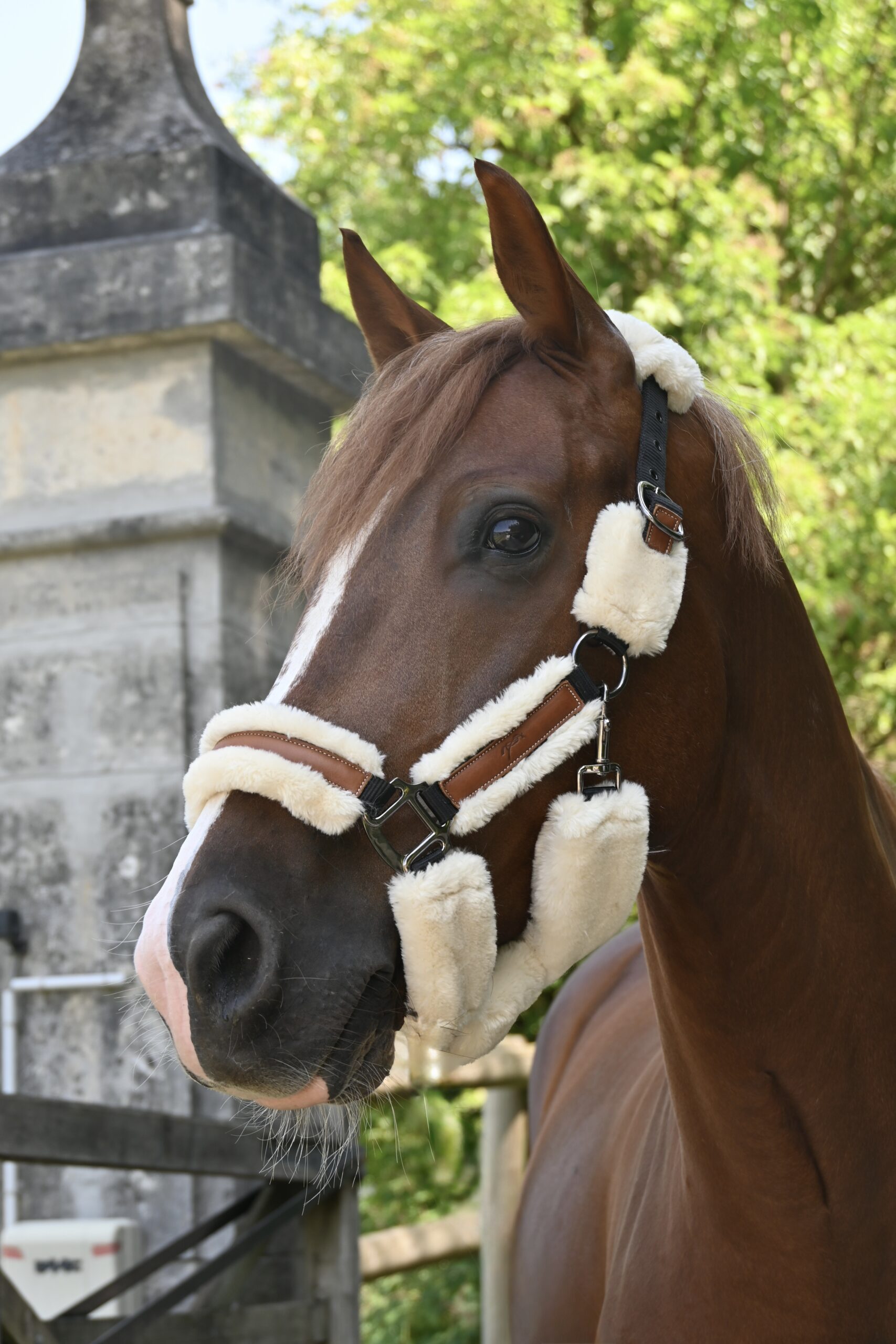 Pénélope Leprevost - Licol Avec Mouton Soft Blanc – Image 2